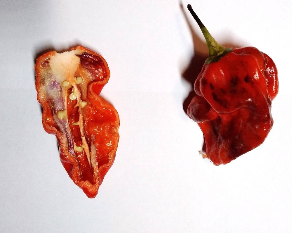 Răsad Ardei - Bhut Jolokia Purple