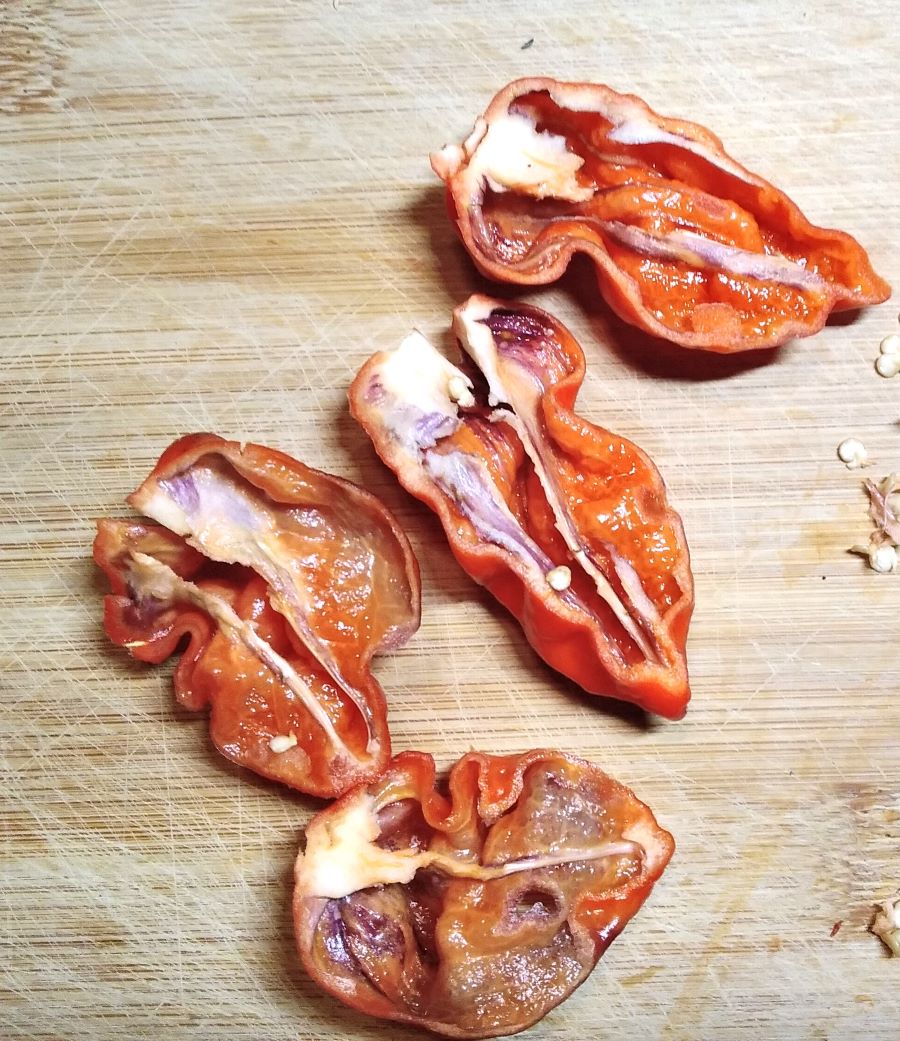 Răsad Ardei - Bhut Jolokia Purple