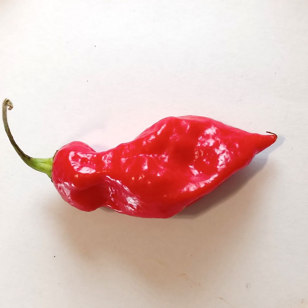 Răsad Ardei - Bhut Jolokia Red