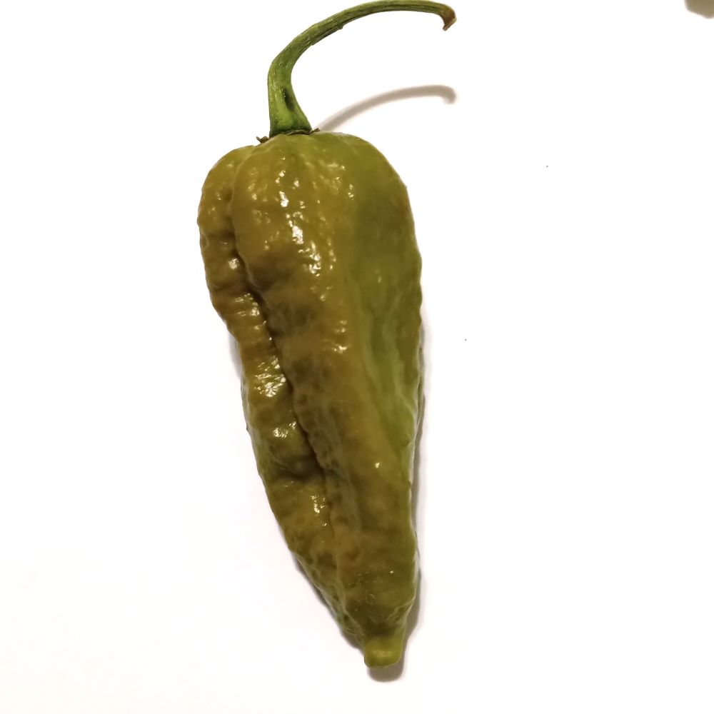 Răsad Ardei - Bhut Jolokia Solid Mustard
