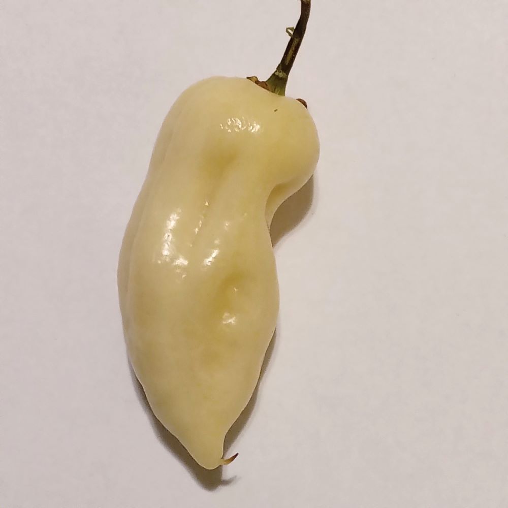 Răsad Ardei - Bhut Jolokia White