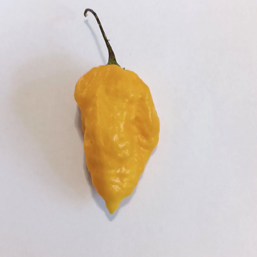 Răsad Ardei - Bhut Jolokia Yellow