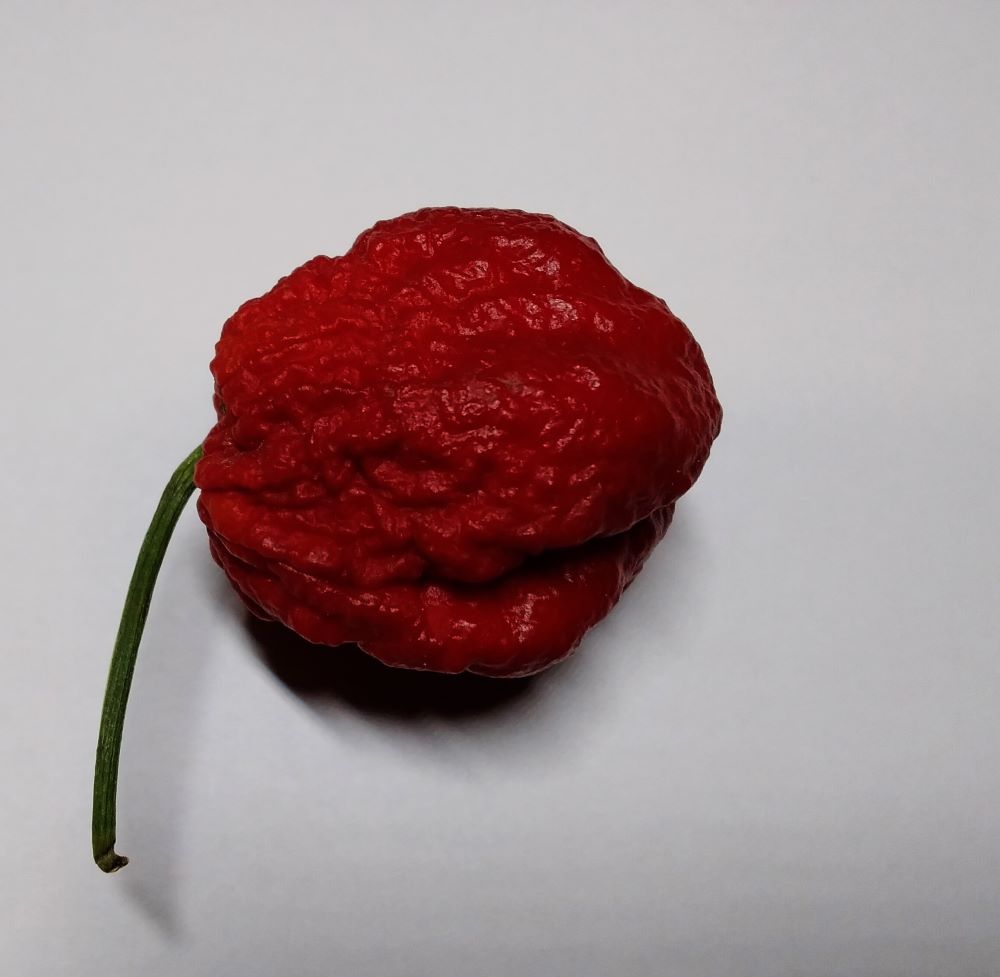 Răsad Ardei - Bhutlah Black