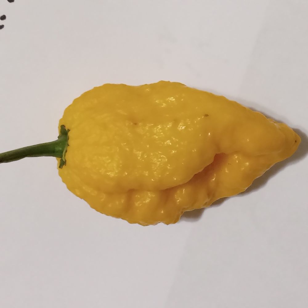 Răsad Ardei - Bhutlah Gold