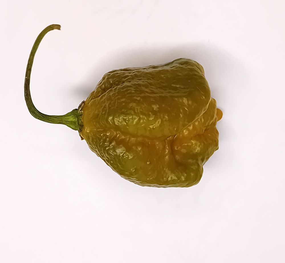 Răsad Ardei - Bhutlah Mustard