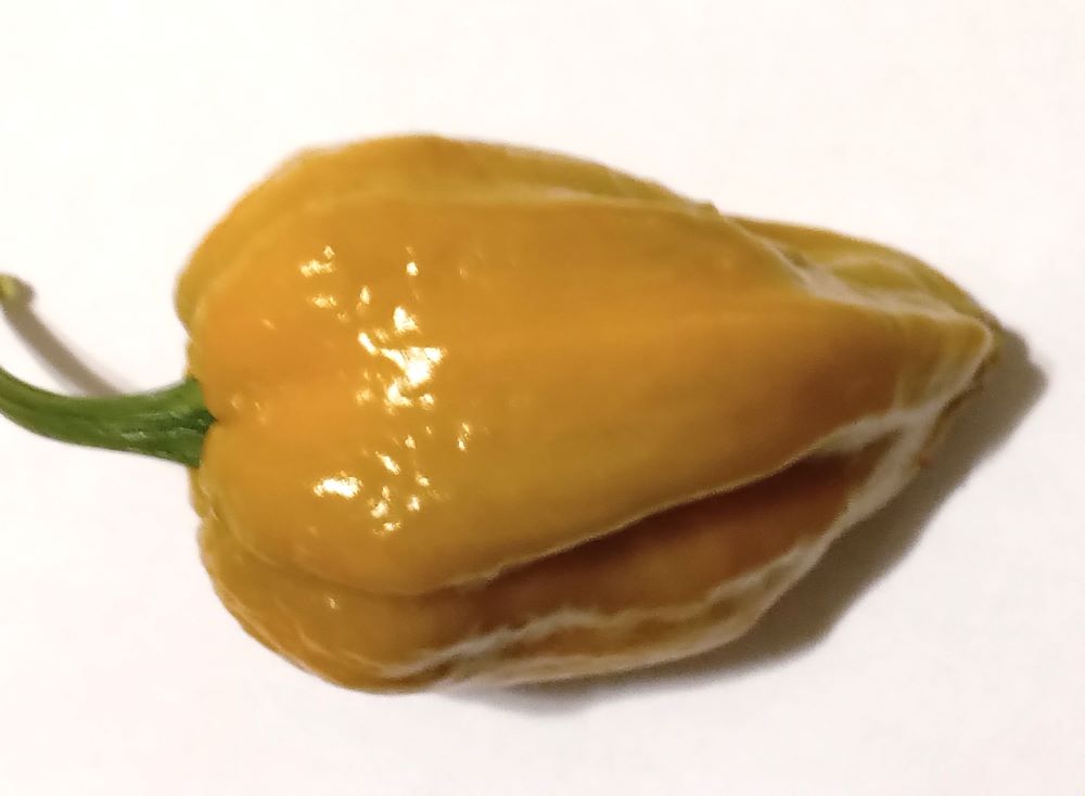 Răsad Ardei - Bhutlah Mustard