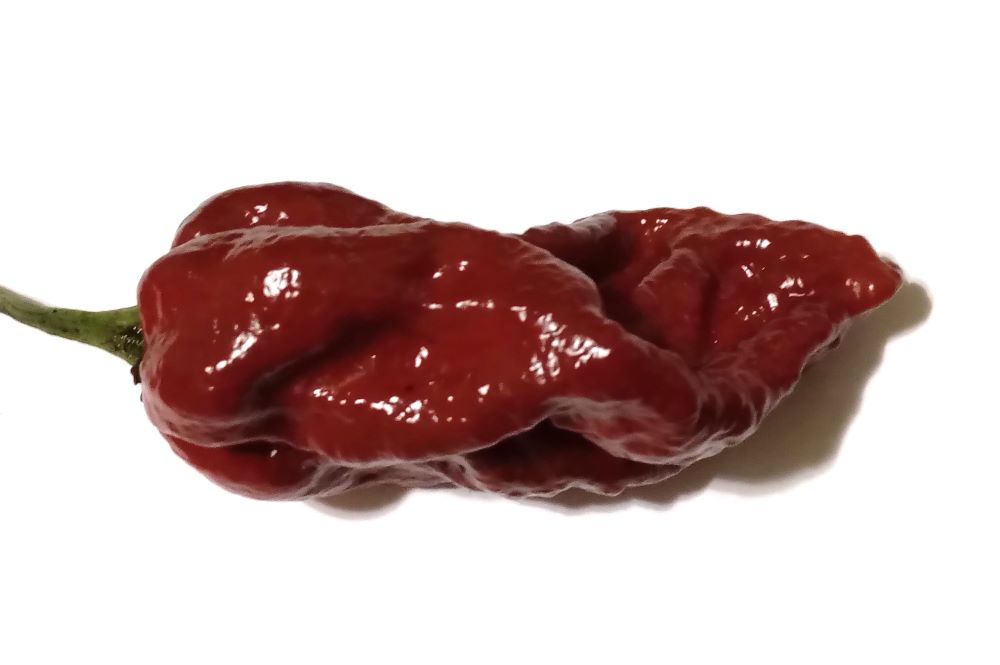 Răsad Ardei - Big Bang Naga Chocolate