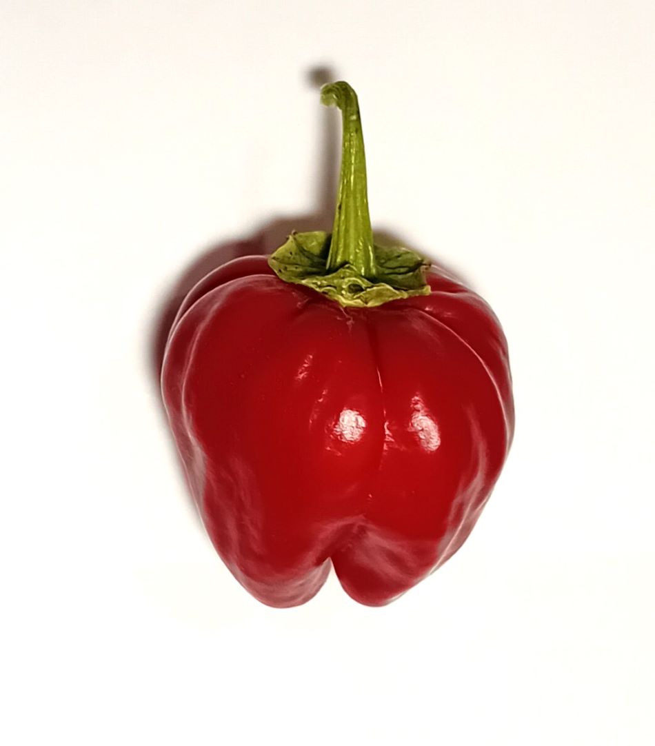 Răsad Ardei - Big Jamaican