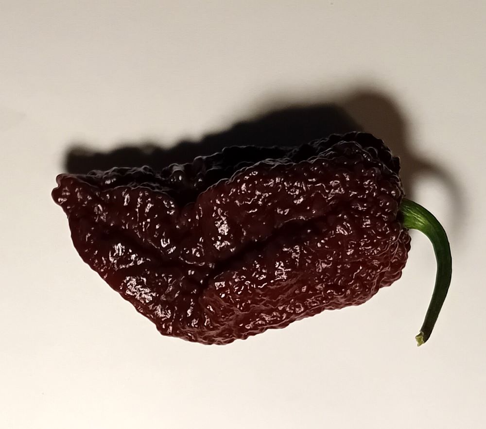 Răsad Ardei - Big Mama Black