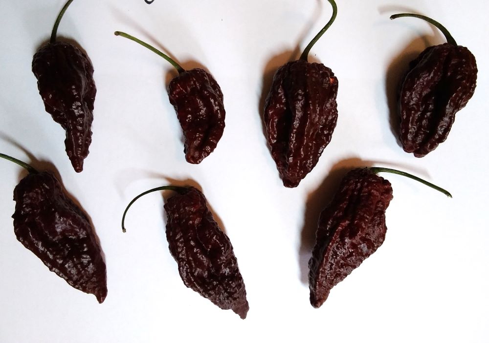 Răsad Ardei - Big Mama Black