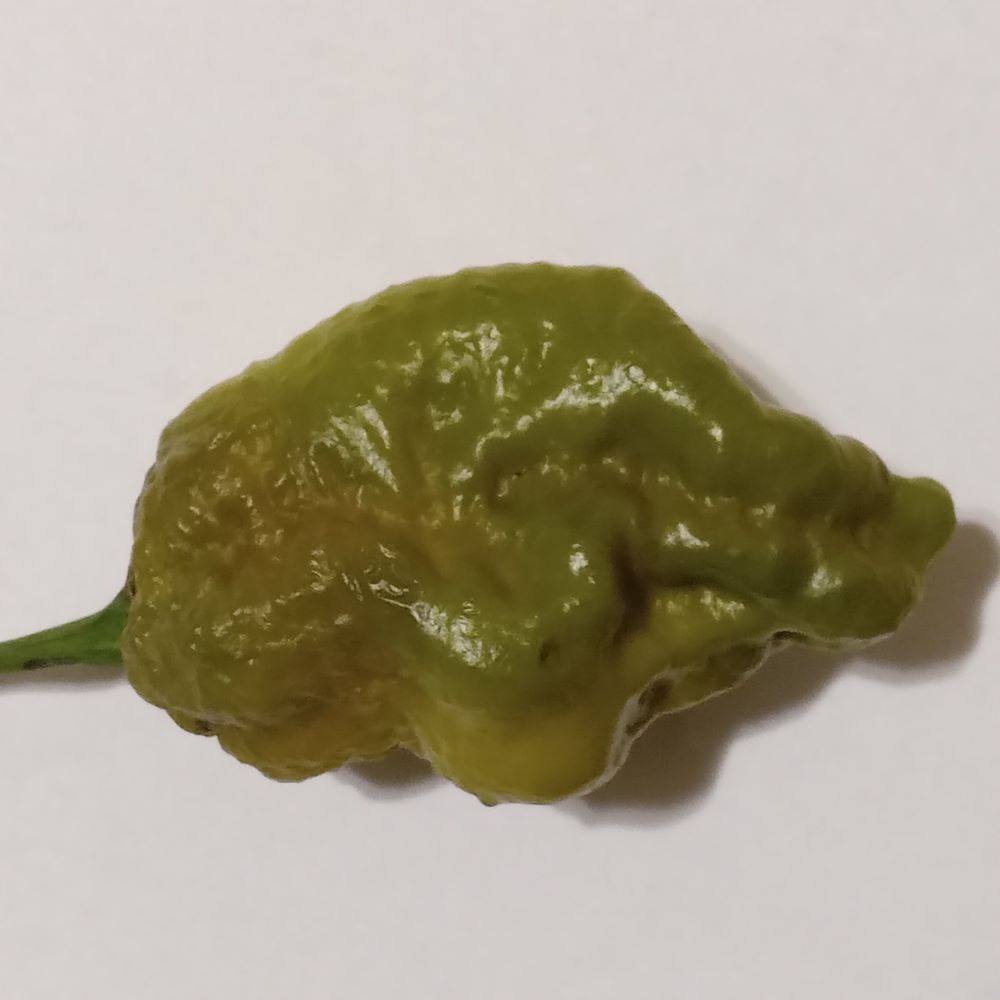 Răsad Ardei - Big Mama Mustard