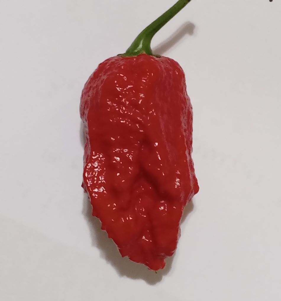 Răsad Ardei - Big Mama Red