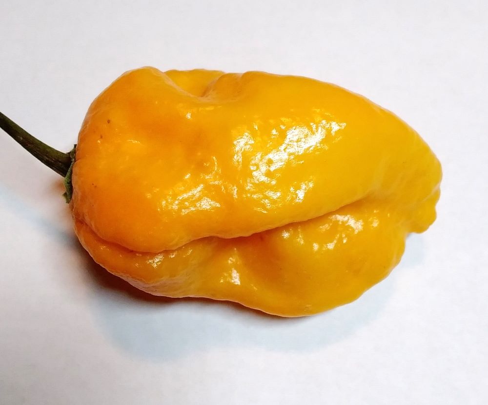 Răsad Ardei - Big Mama Gold