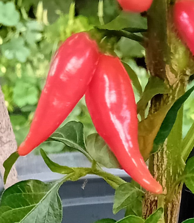 Răsad Ardei - Biquinho Red