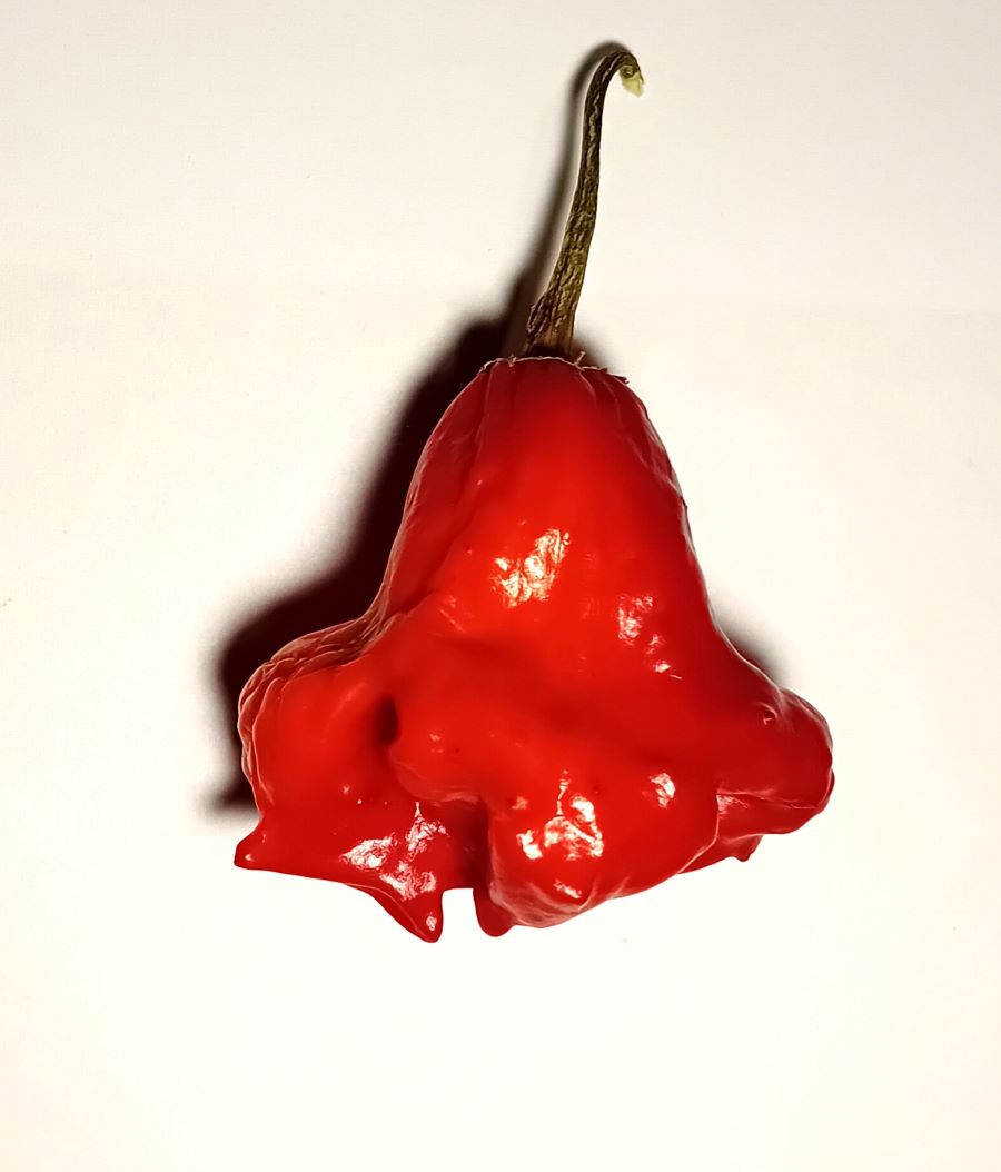 Răsad Ardei - Bishop's Crown