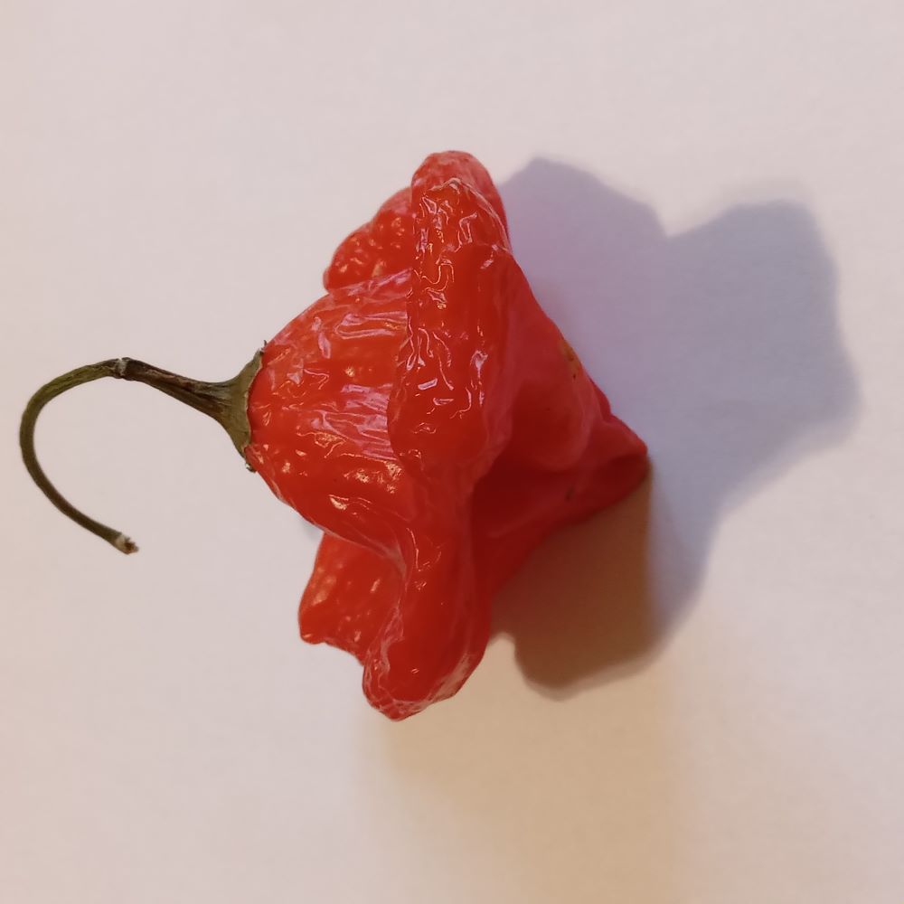 Răsad Ardei - Bishop's Crown