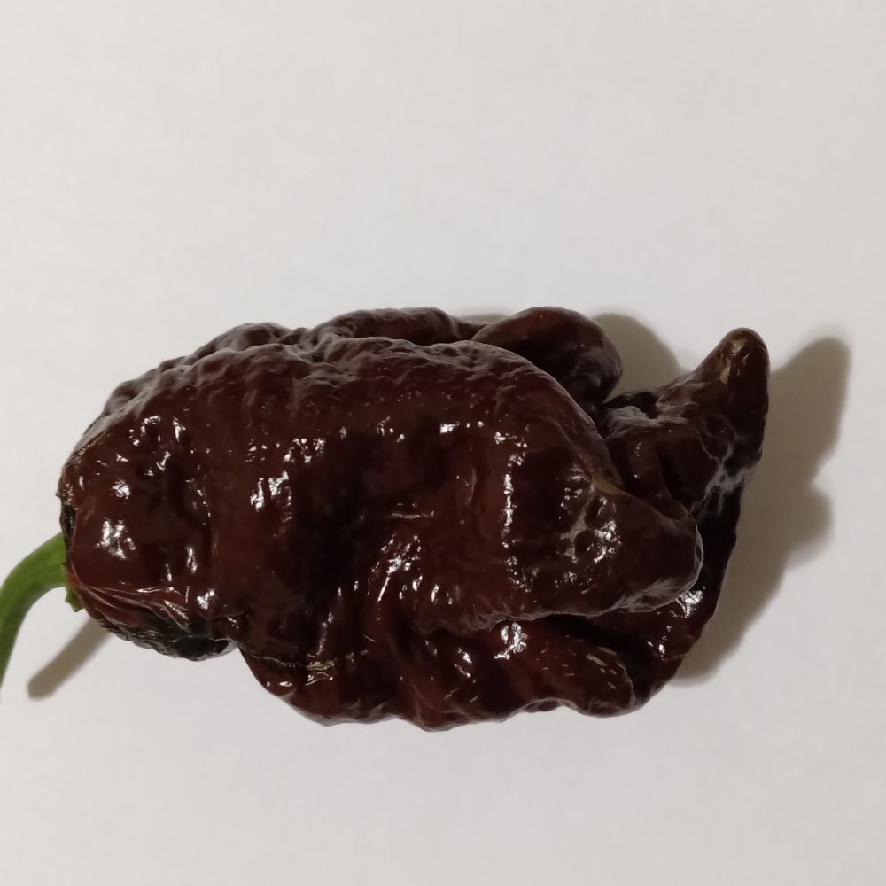 Răsad Ardei - Bismark Chocolate