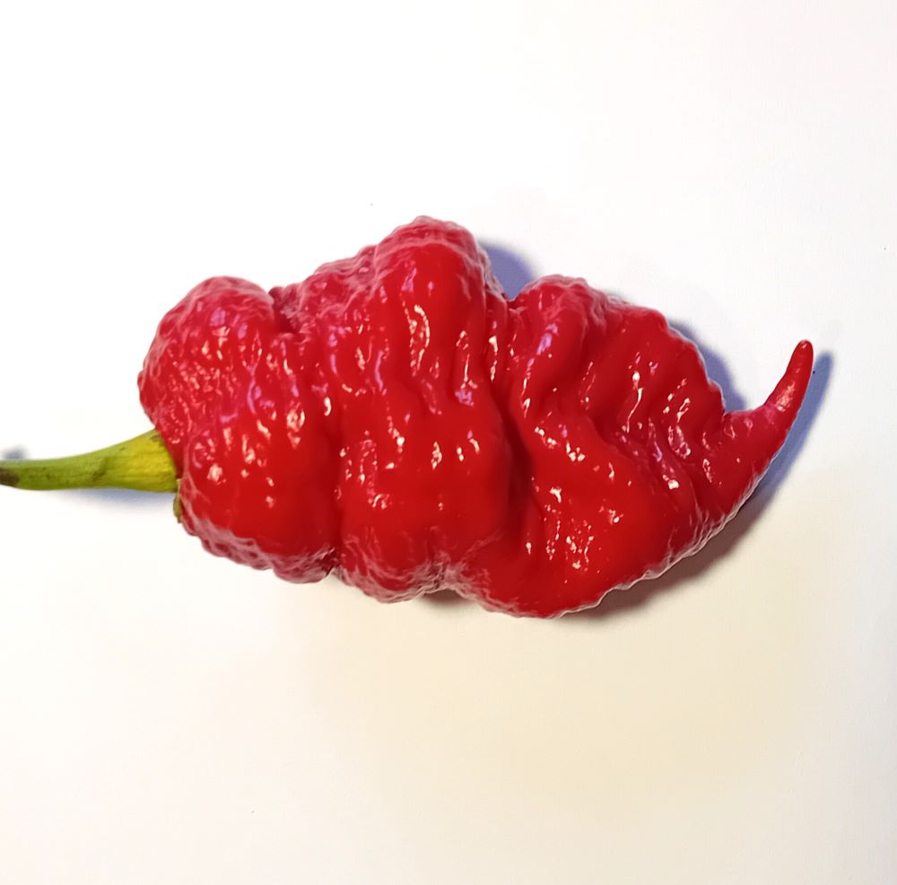 Răsad Ardei - Bismark Red