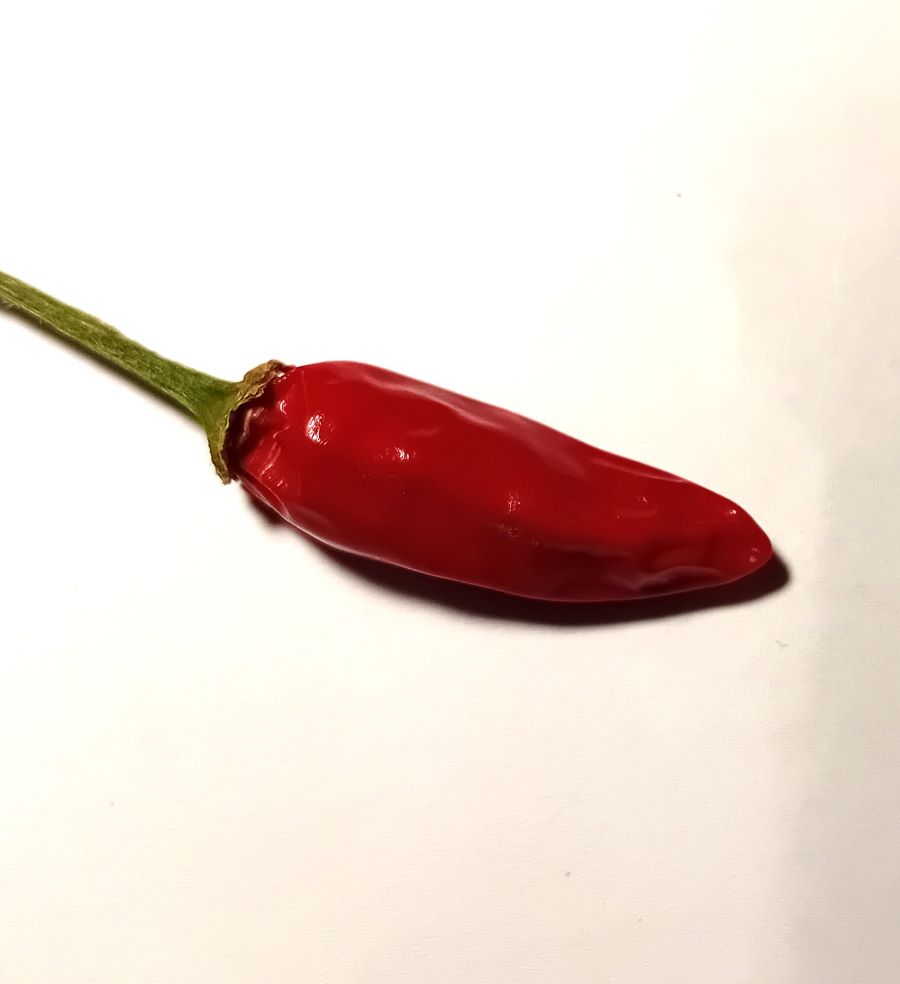 Răsad Ardei - Black Cobra