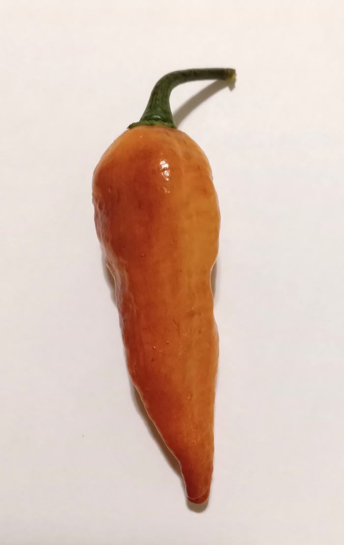 Răsad Ardei - Black Panter Orange