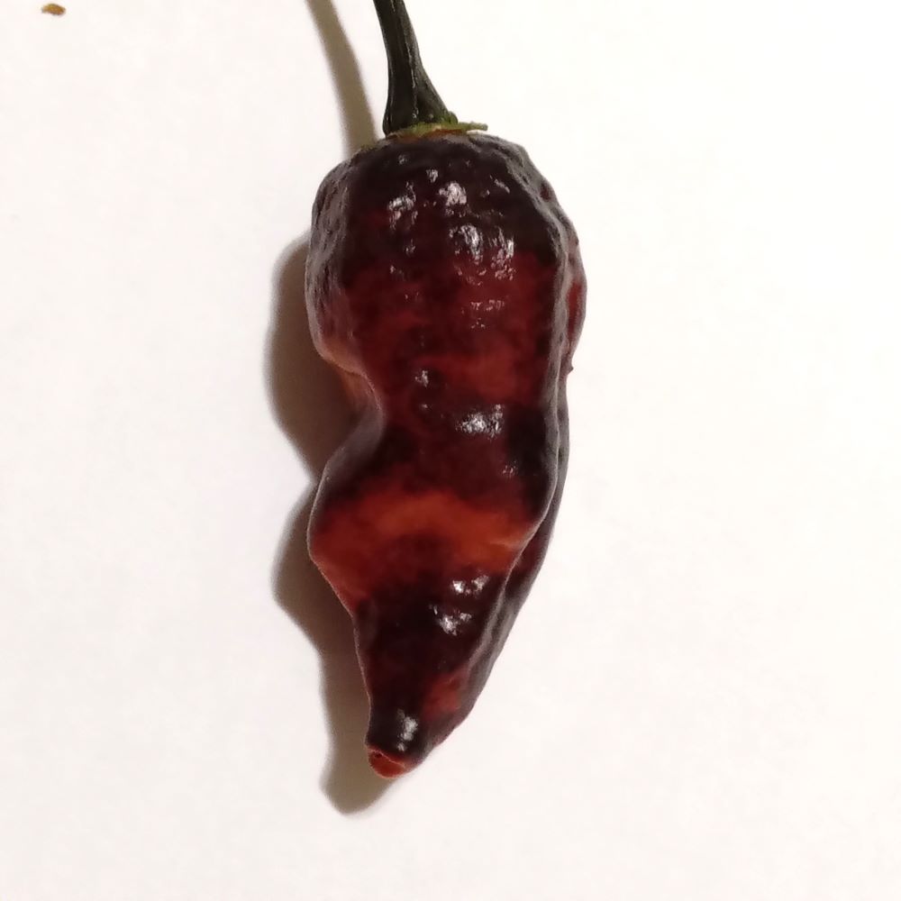 Răsad Ardei - Black Vay's x Peach Bhut