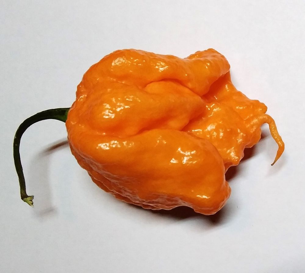 Răsad Ardei - Blush Reaper