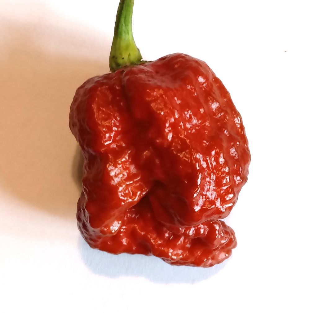 Răsad Ardei - Borg 9 Chocolate