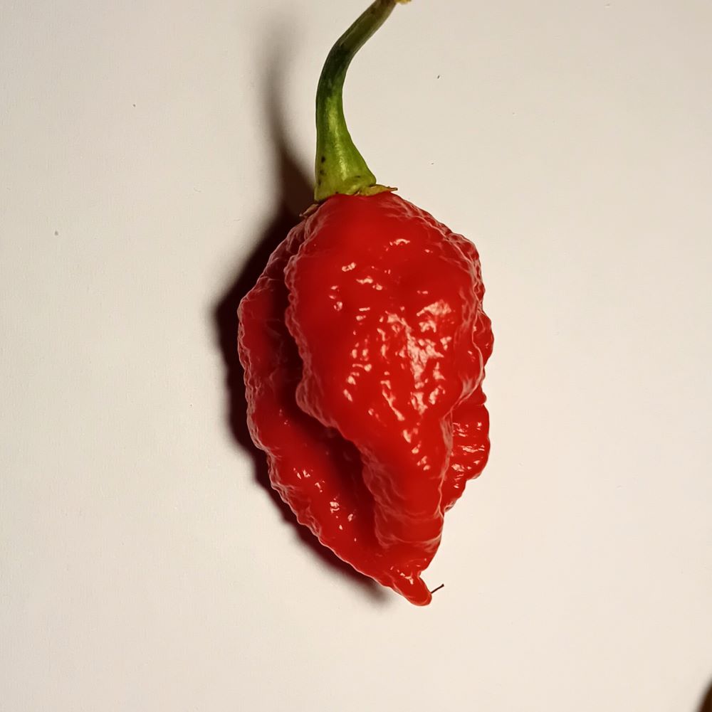 Răsad Ardei - Borg 9 Red