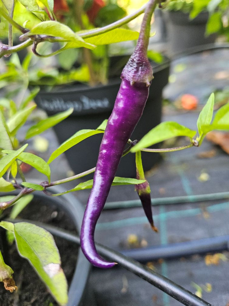 Răsad Ardei - Buena Mulata