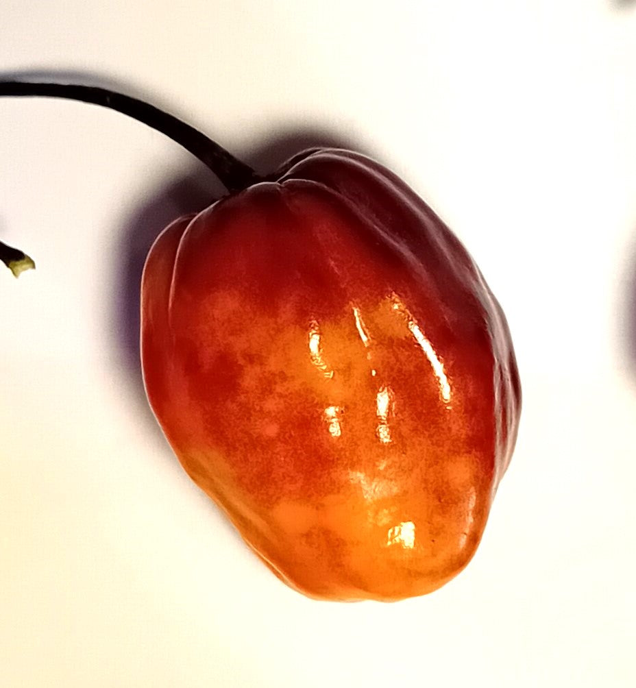 Răsad Ardei - CGN 21500