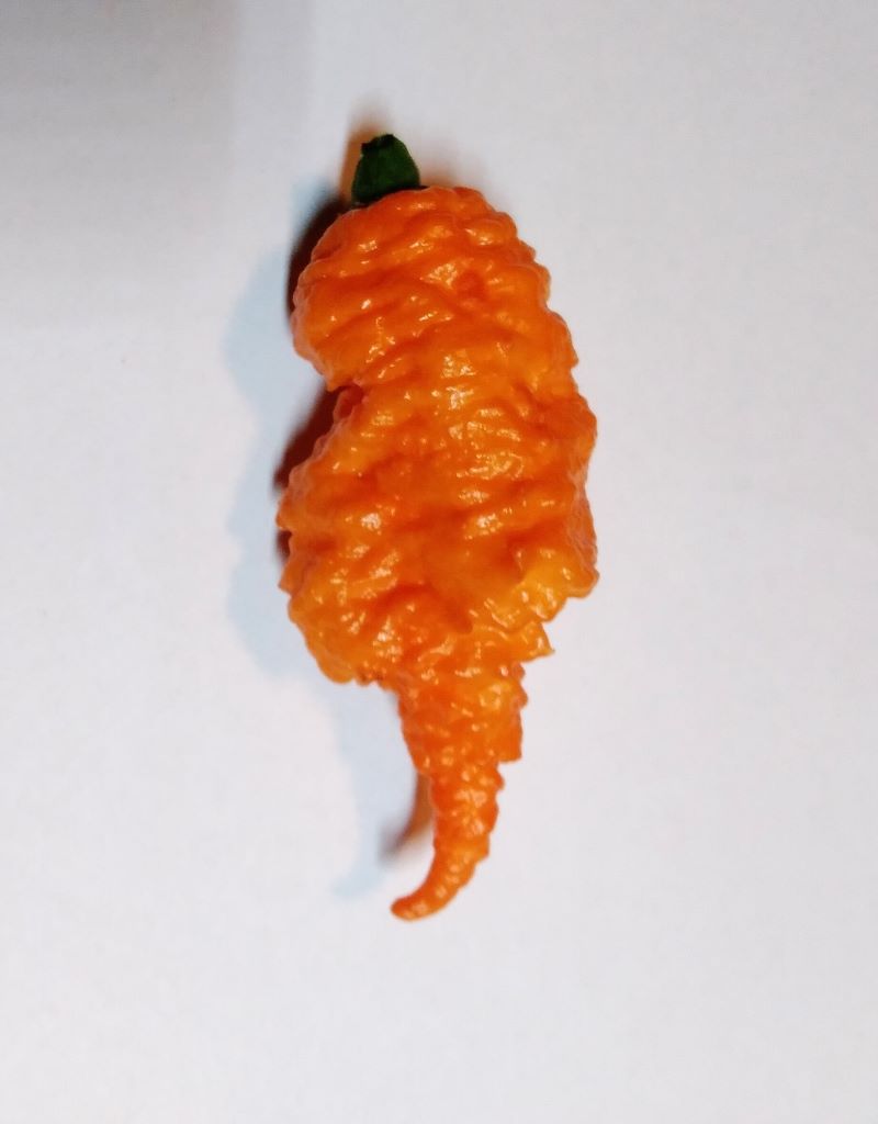 Răsad Ardei - California Reaper