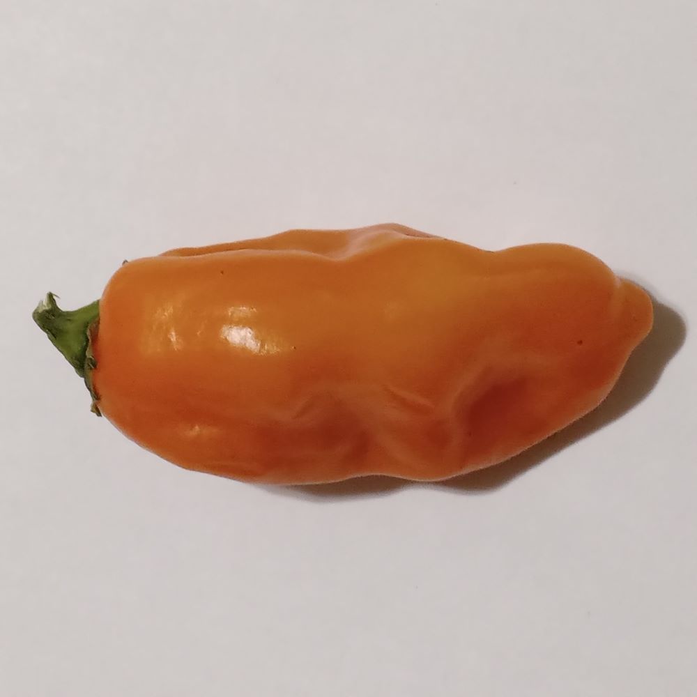 Răsad Ardei - Carbonero Orange