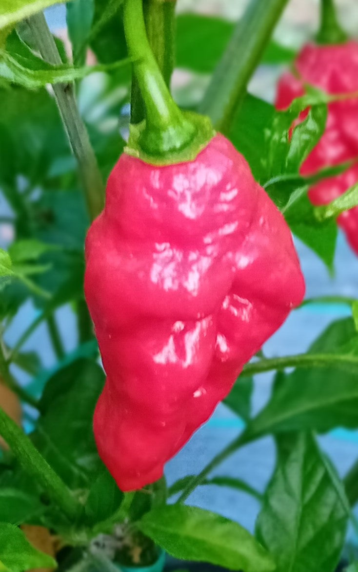 Răsad Ardei - Carbonero Red