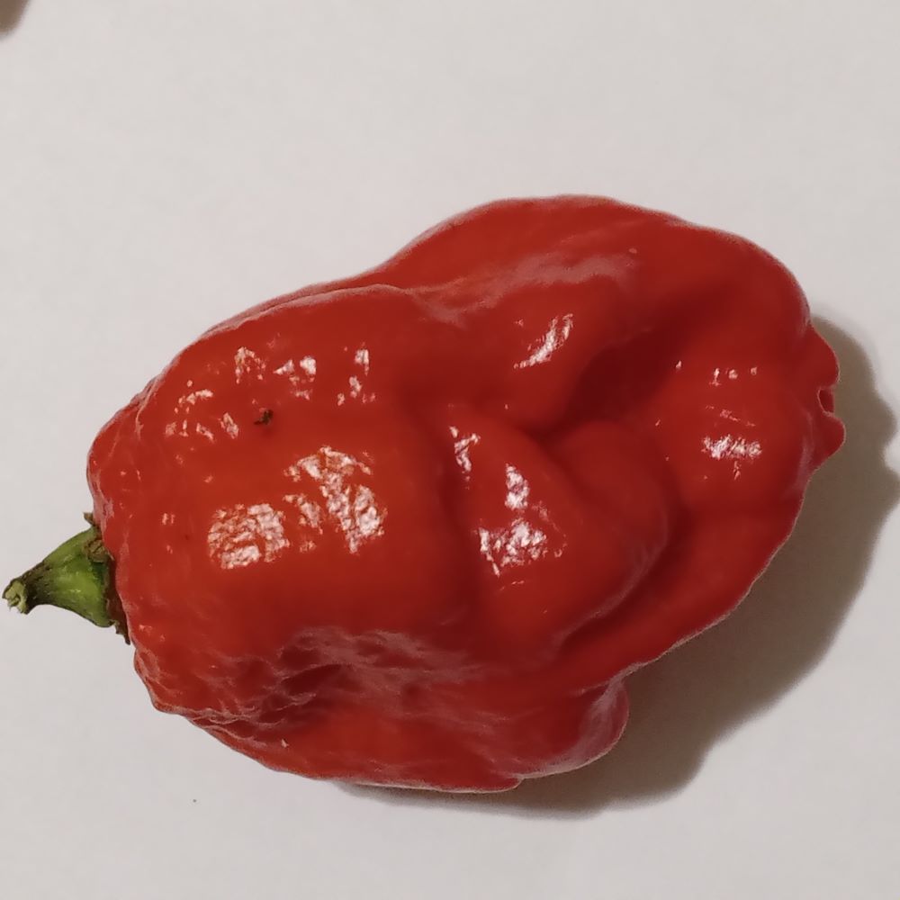 Răsad Ardei - Carboruga Red