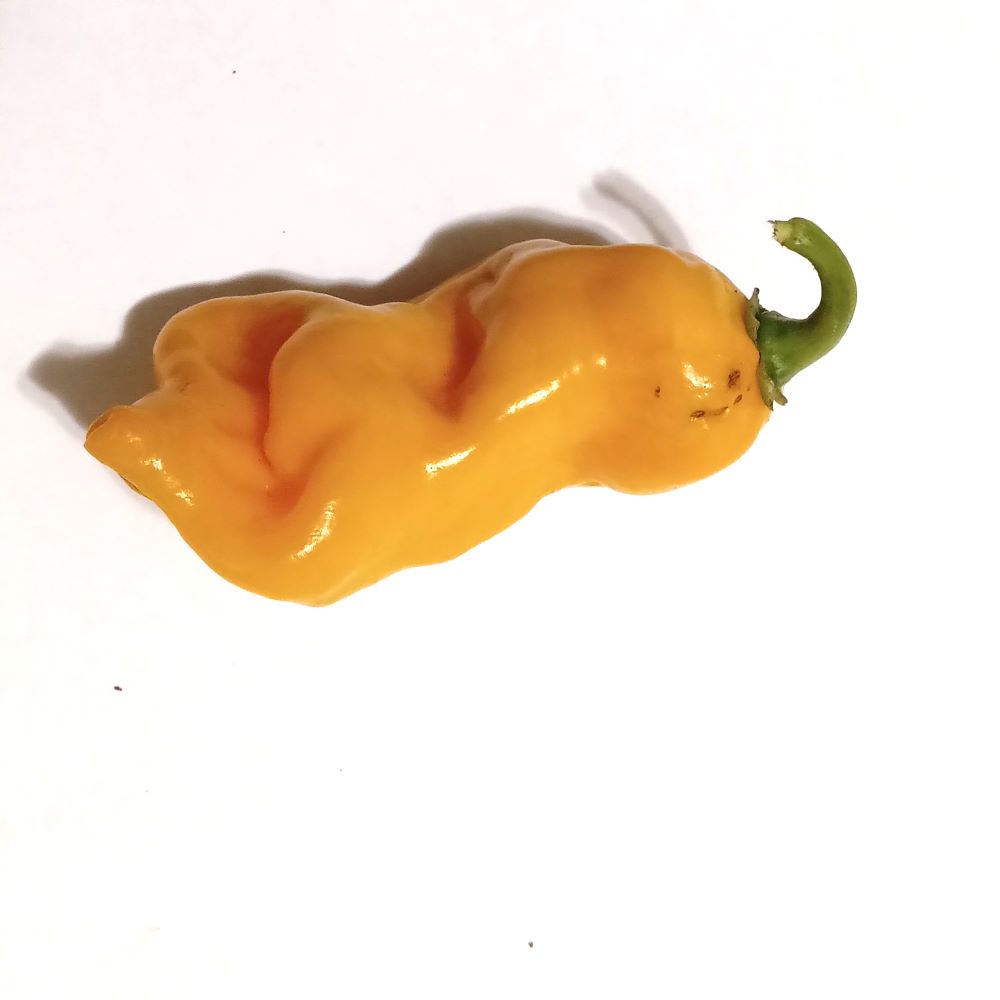 Răsad Ardei - Carboruga Yellow