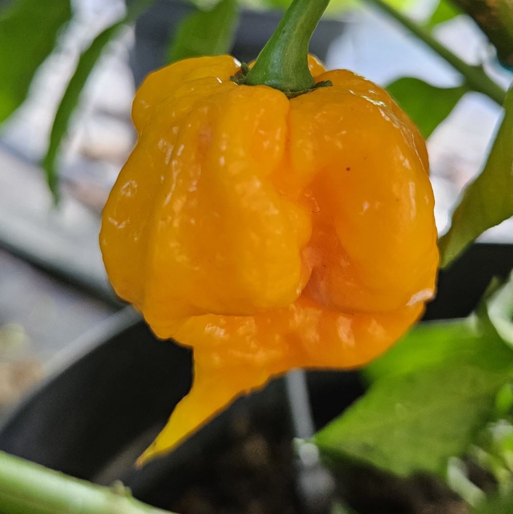 Răsad Ardei - Carolina Reaper x 7 POD Primo Yellow