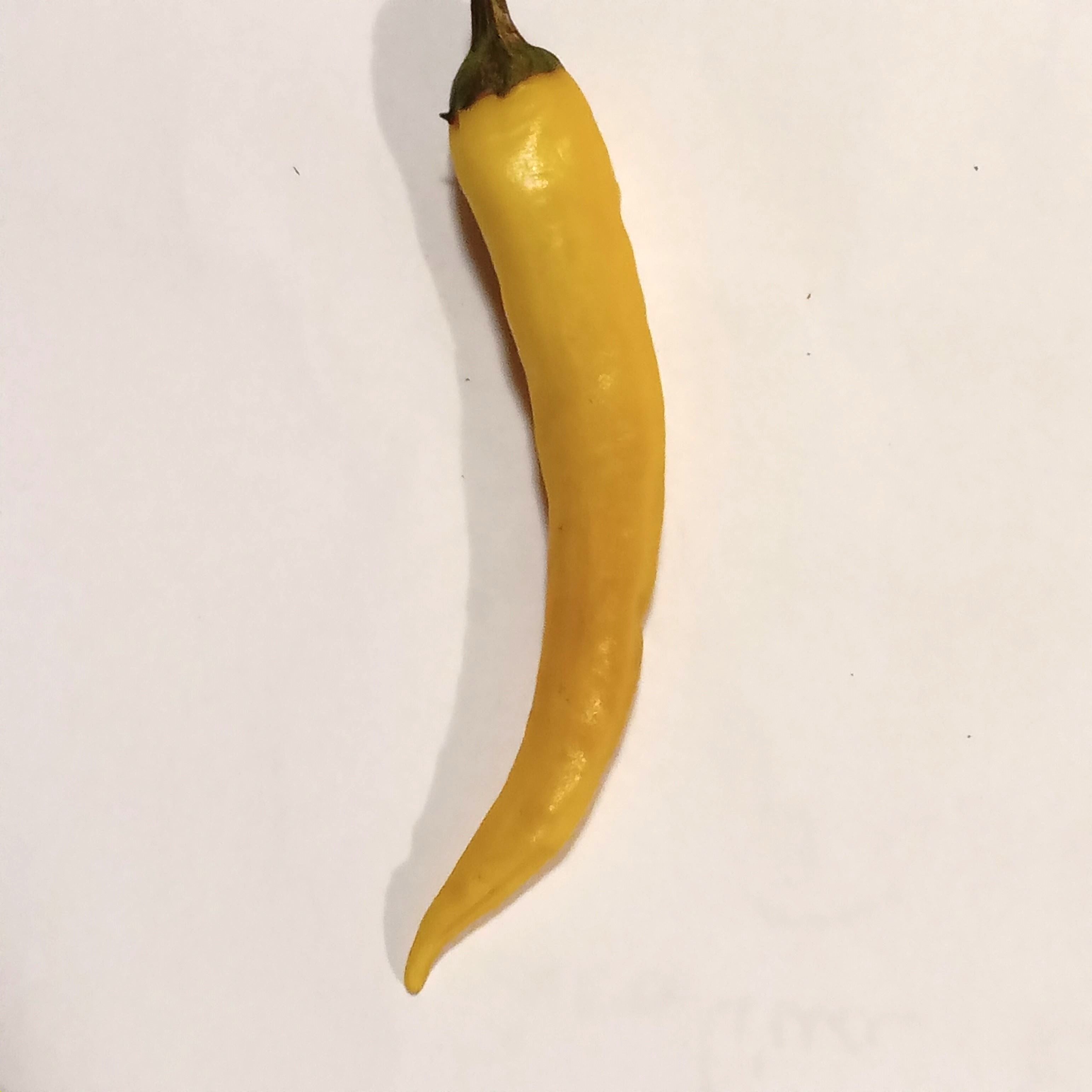 Răsad Ardei - Cayenne Golden