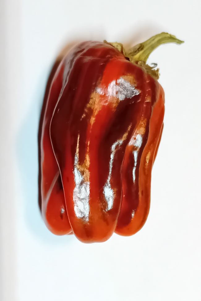 Răsad Ardei - Chocolate Candy Cane