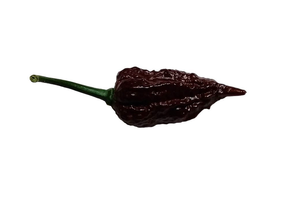 Răsad Ardei - Crazy Head Chocolate