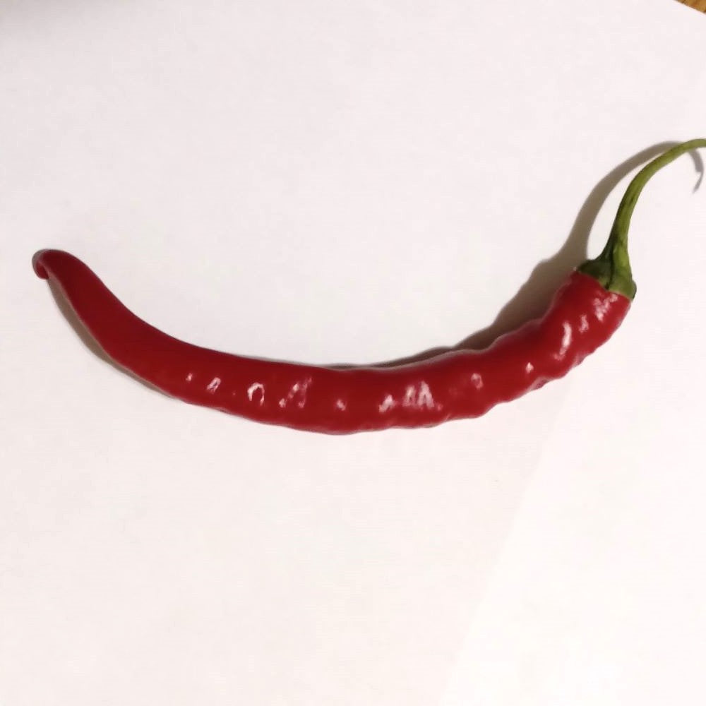 Răsad Ardei - Dark Rios Lava