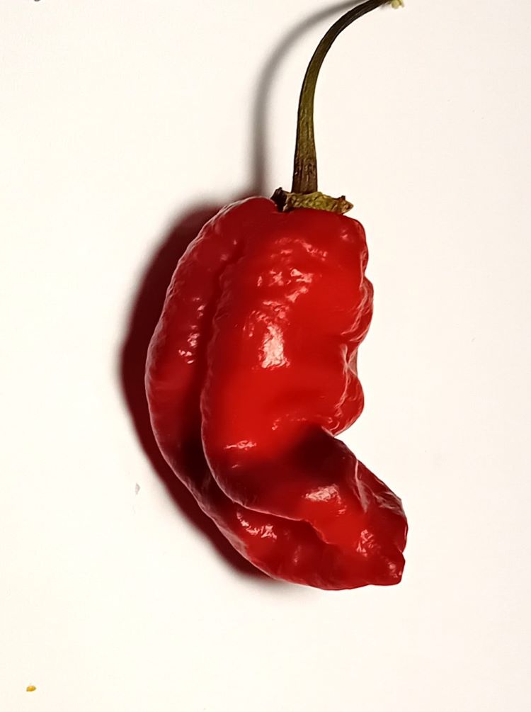 Răsad Ardei - Darth Maul