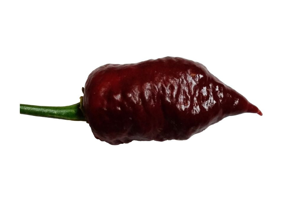 Răsad Ardei - Death Spiral Chocolate