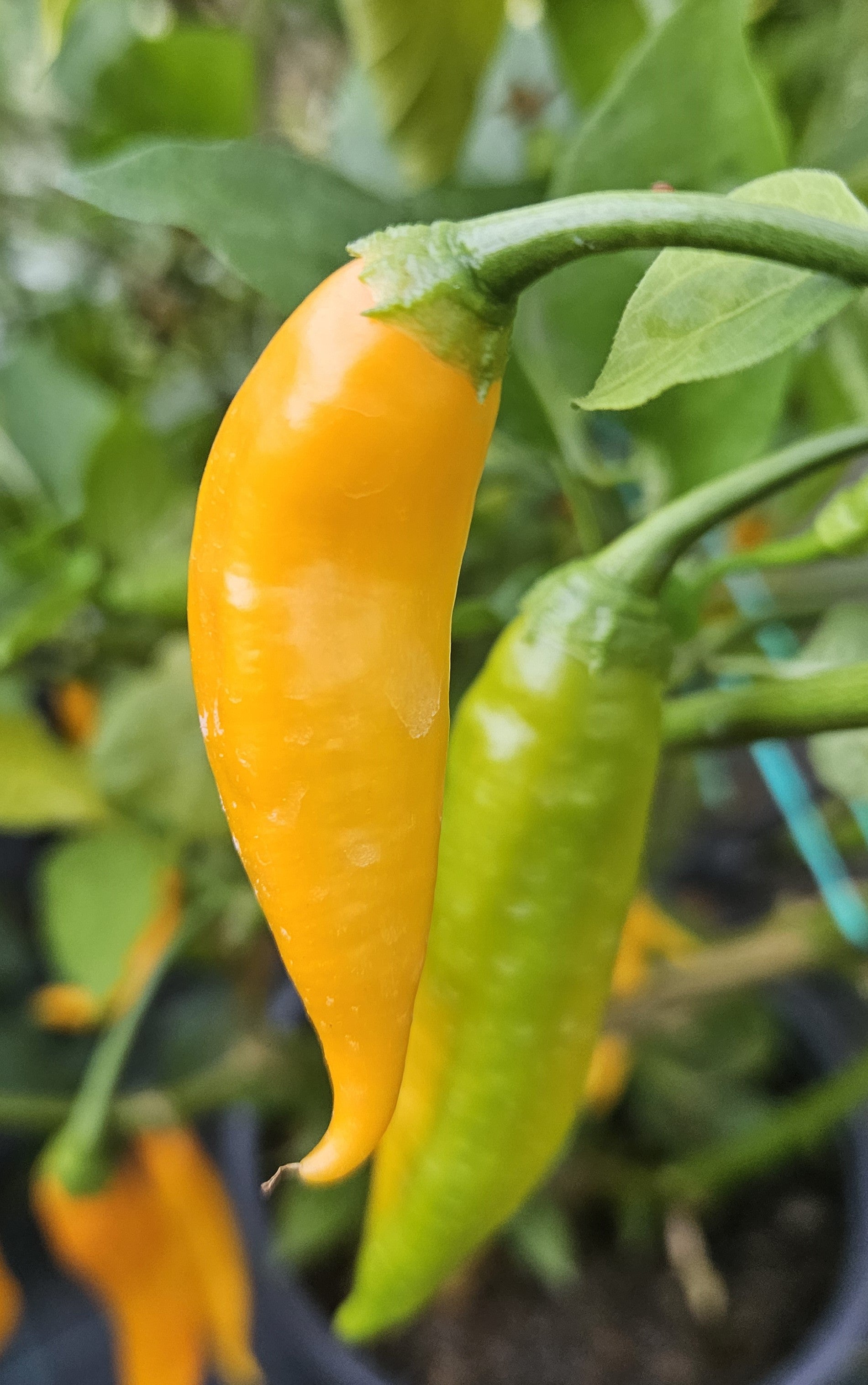 Pepper Seedling - Dedo da Moca