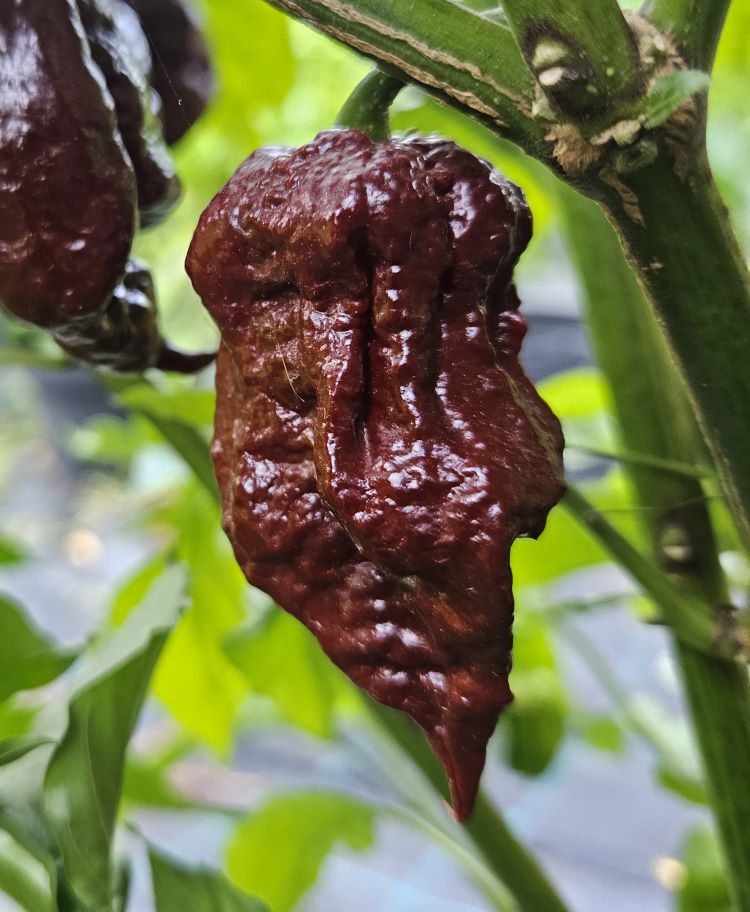 Pepper Seedling - Defko