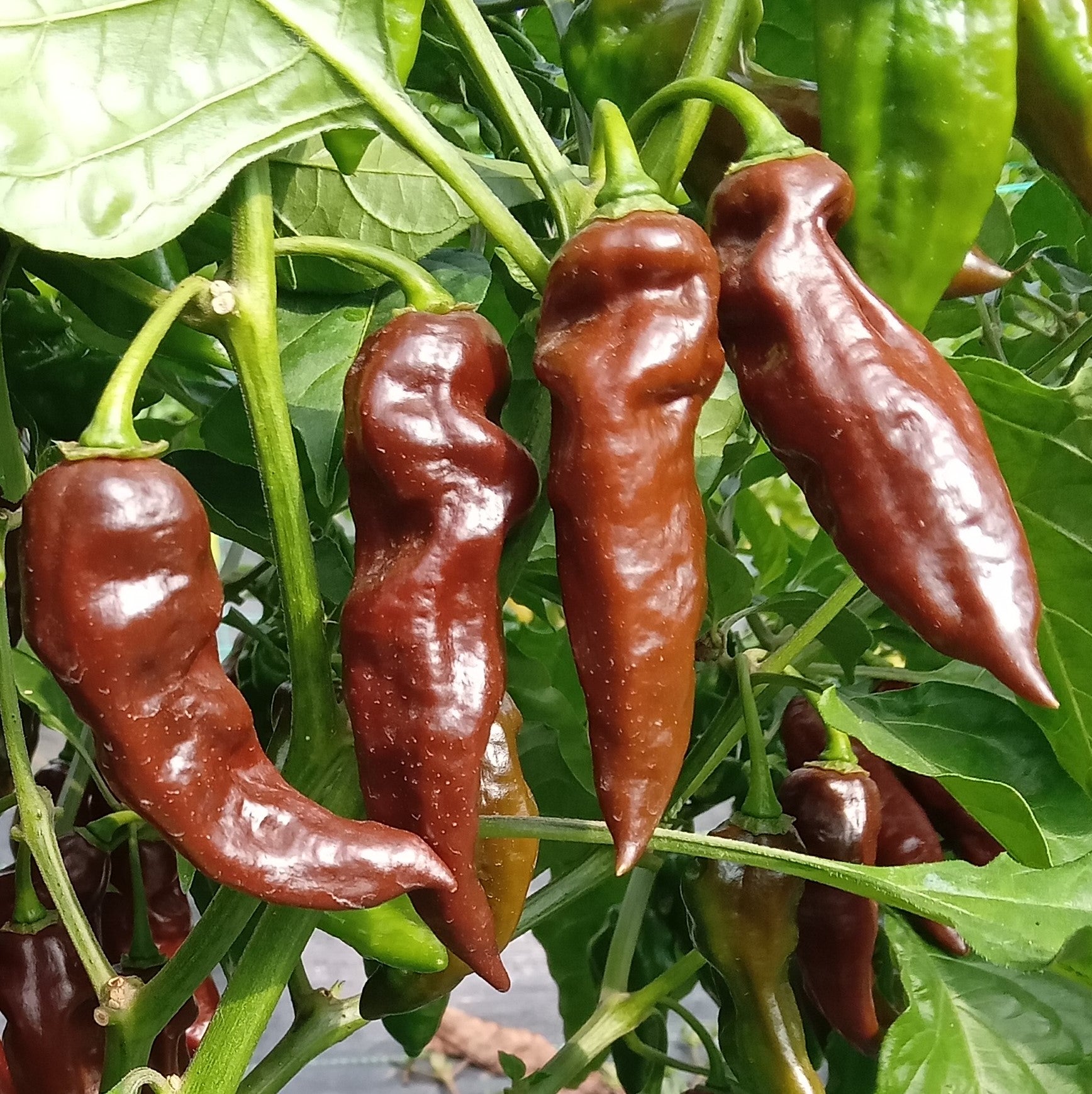 Pepper Seedling - Devil's Tongue Chocolate