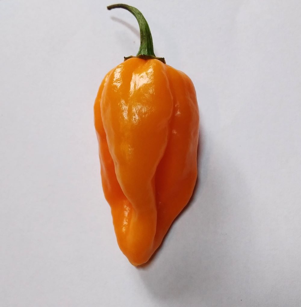 Pepper Seedling - Devils Tongue Orange