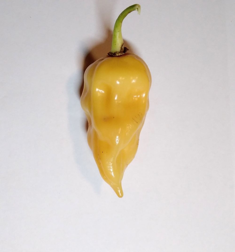 Pepper Seedling - Devil's Tongue Peach