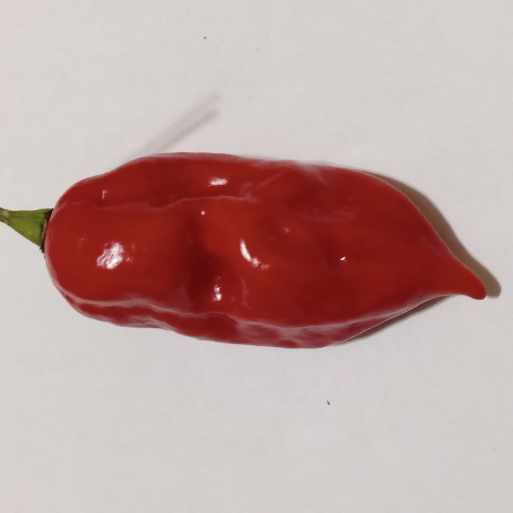 Pepper Seedling - Devil's Tongue Red