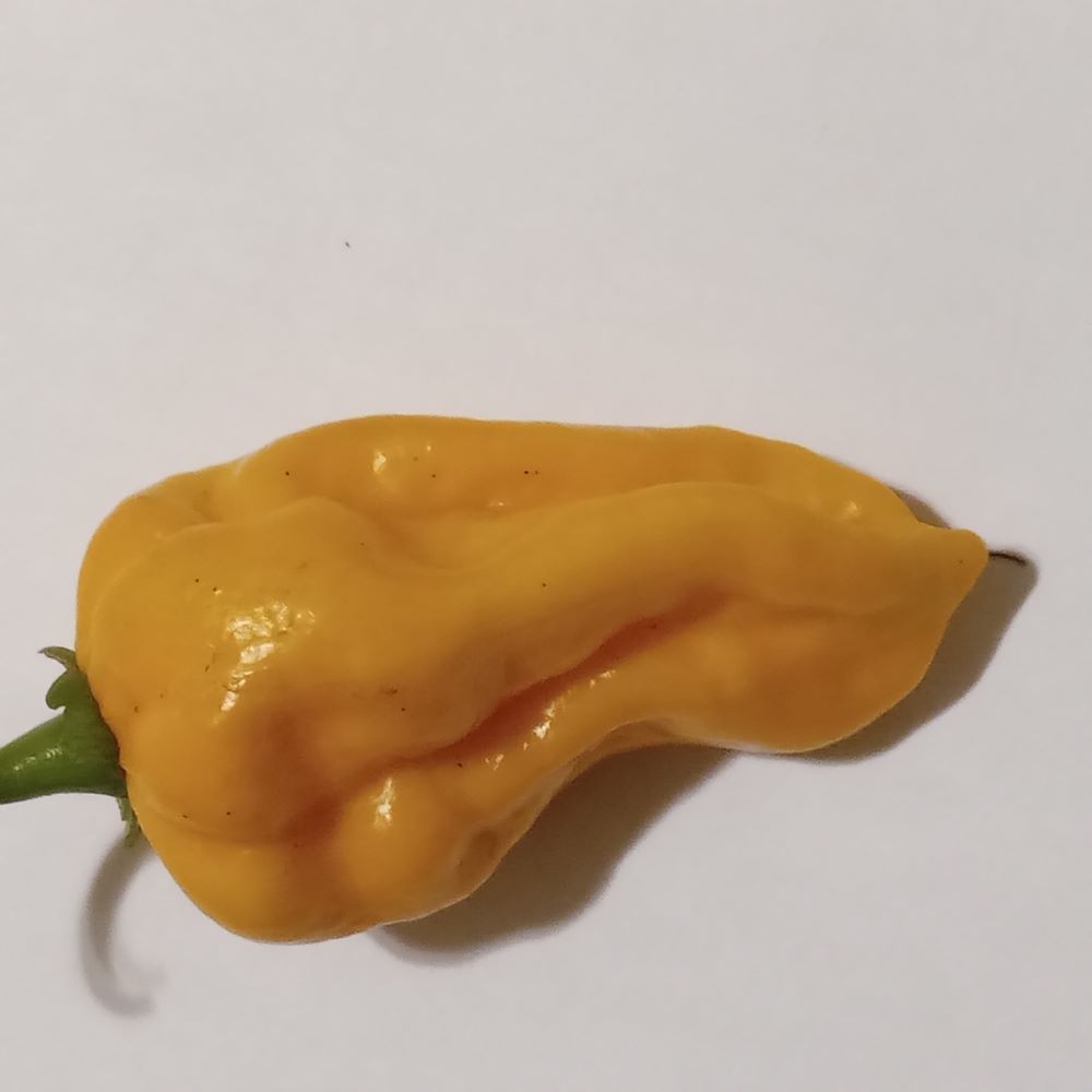Pepper Seedling - Dorset Naga Orange