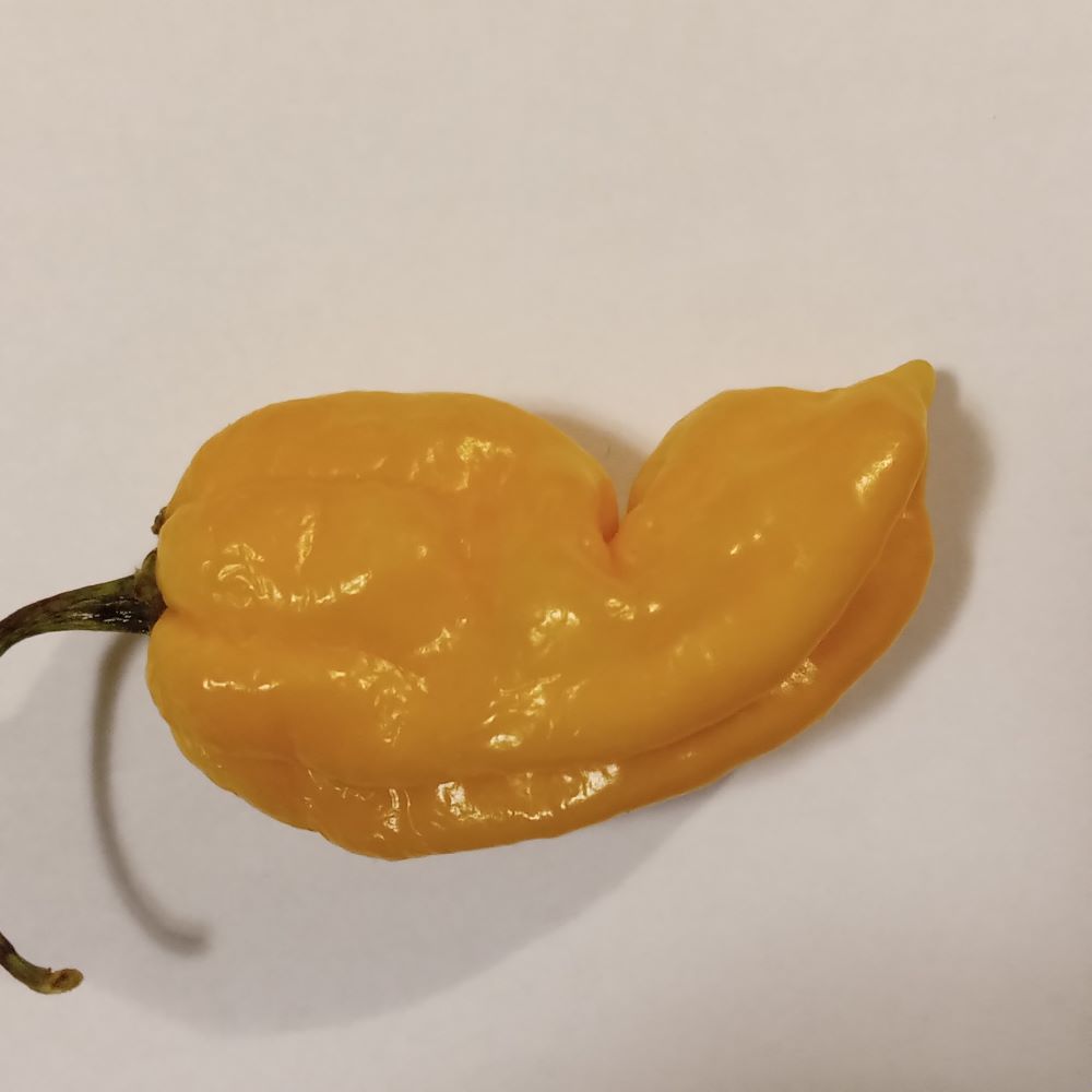 Pepper Seedling - Dorset Naga Orange